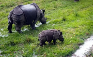 Chitwan Jungle Safari